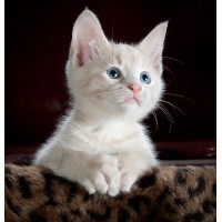 Spécial chaton