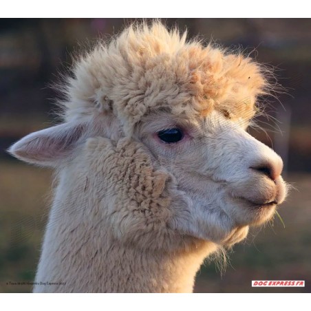 Aliments Alpagas, lamas, chameaux, kangourous