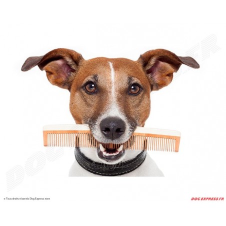 Soins, santé, hygiène du chien