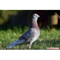 Pigeon