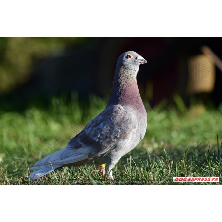 Pigeon